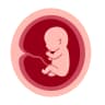 Embryo Transfer